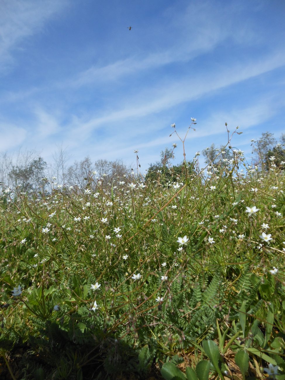 Spergula arvensis subsp. arvensis / Spergola delle messi